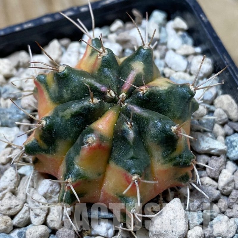 SH24377 Gymnocalycium mihanovichii ‘Pearl Andaman’