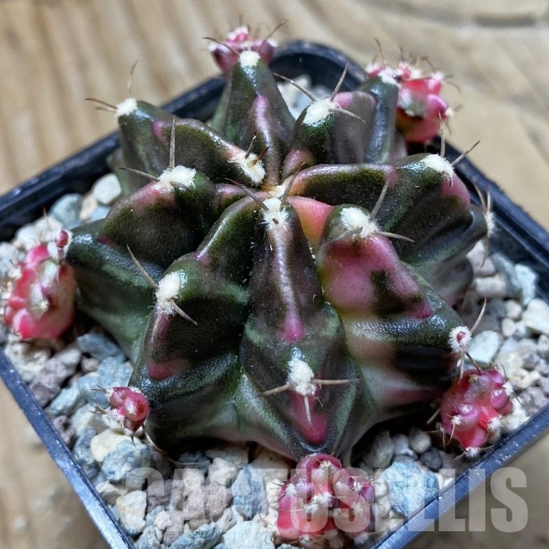 SH24378 Gymnocalycium mihanovichii ‘Dark Tudzy’