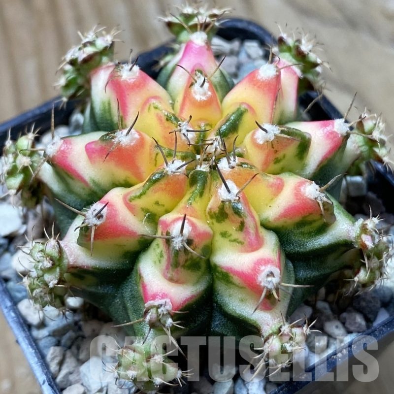 SH24379 Gymnocalycium mihanovichii ‘Multicolor’