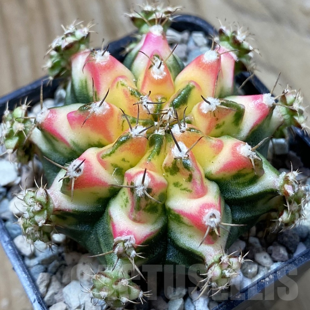 SH24379 Gymnocalycium mihanovichii ‘Multicolor’