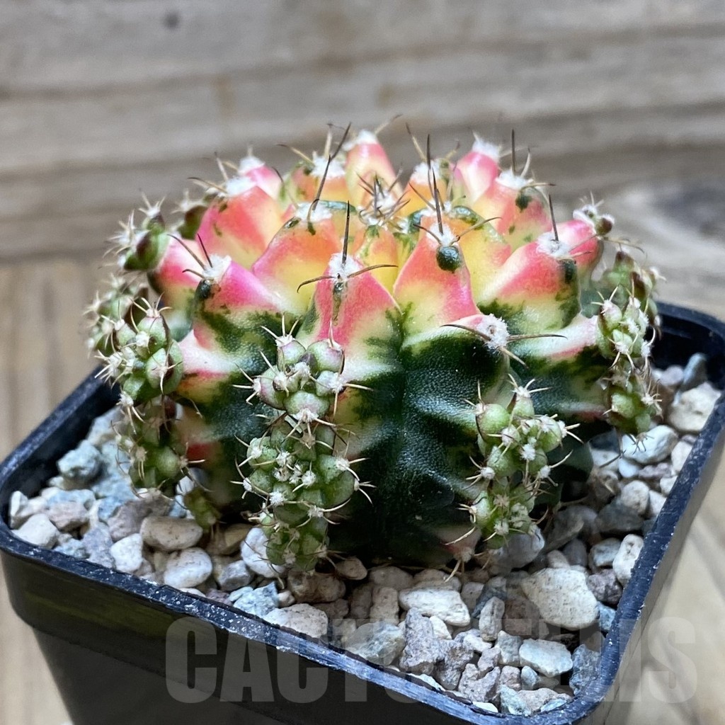 SH24379 Gymnocalycium mihanovichii ‘Multicolor’ - Image 2