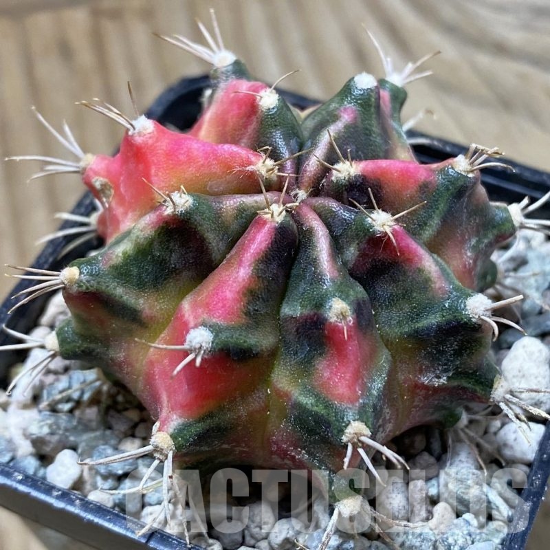 SH24380 Gymnocalycium mihanovichii ‘Little Rabbit’