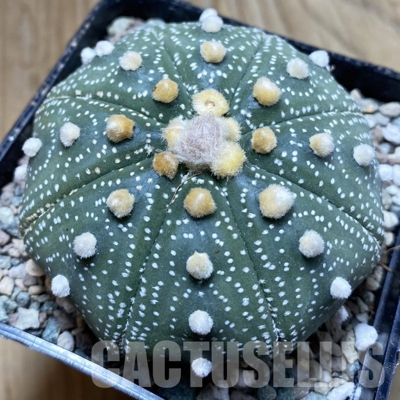 SH24315 Astrophytum asterias 'Akabana'