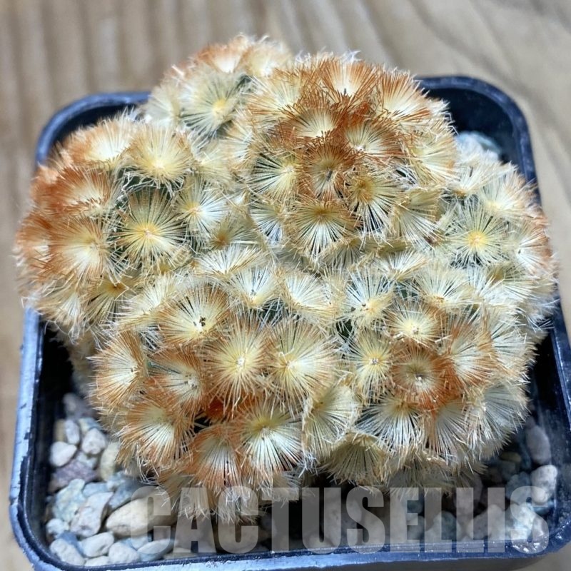 SH24321 Mammillaria carmenae ‘Buddha’ hybrid