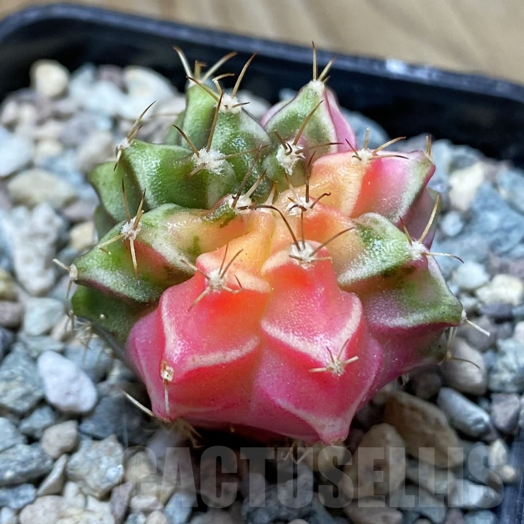 SH24381 Gymnocalycium mihanovichii f. variegata