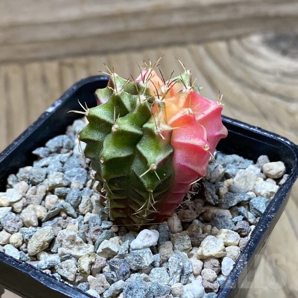 SH24381 Gymnocalycium mihanovichii f. variegata - Imagen 2