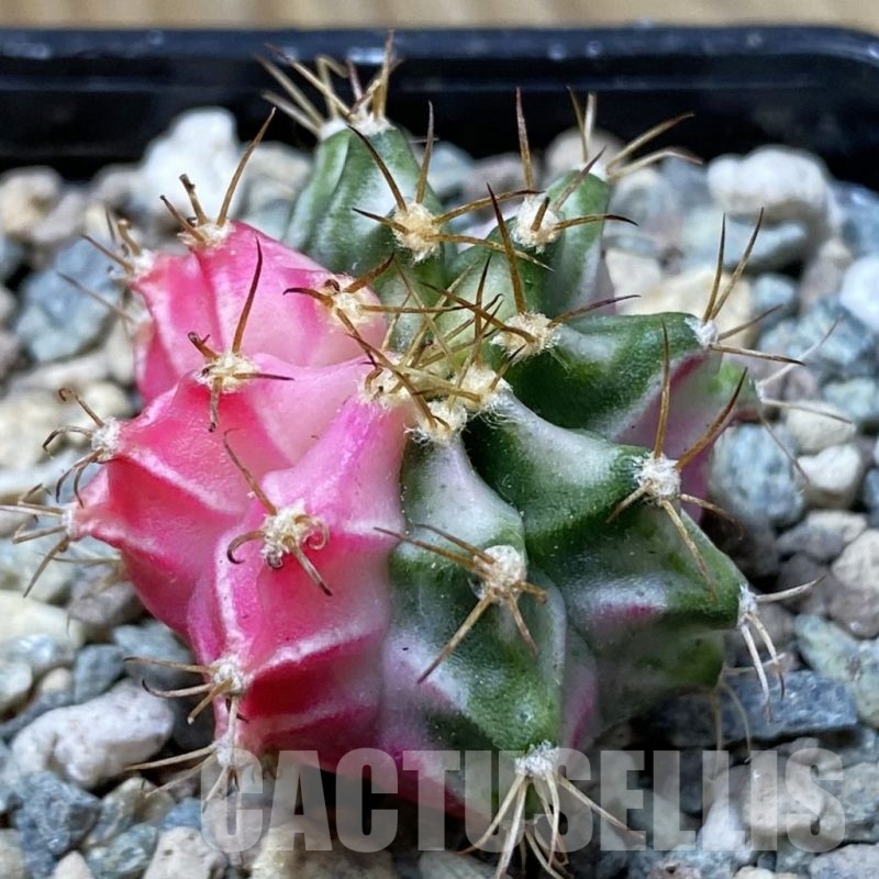 SH24382 Gymnocalycium mihanovichii ‘Pink Diamond’ hybrid