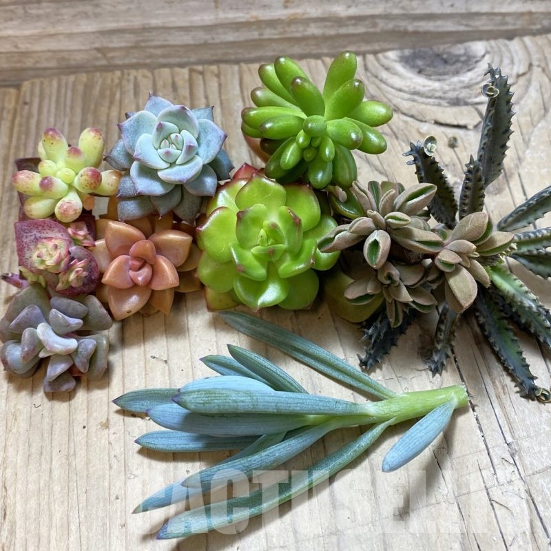 SH24383 Succulents mix, cuted