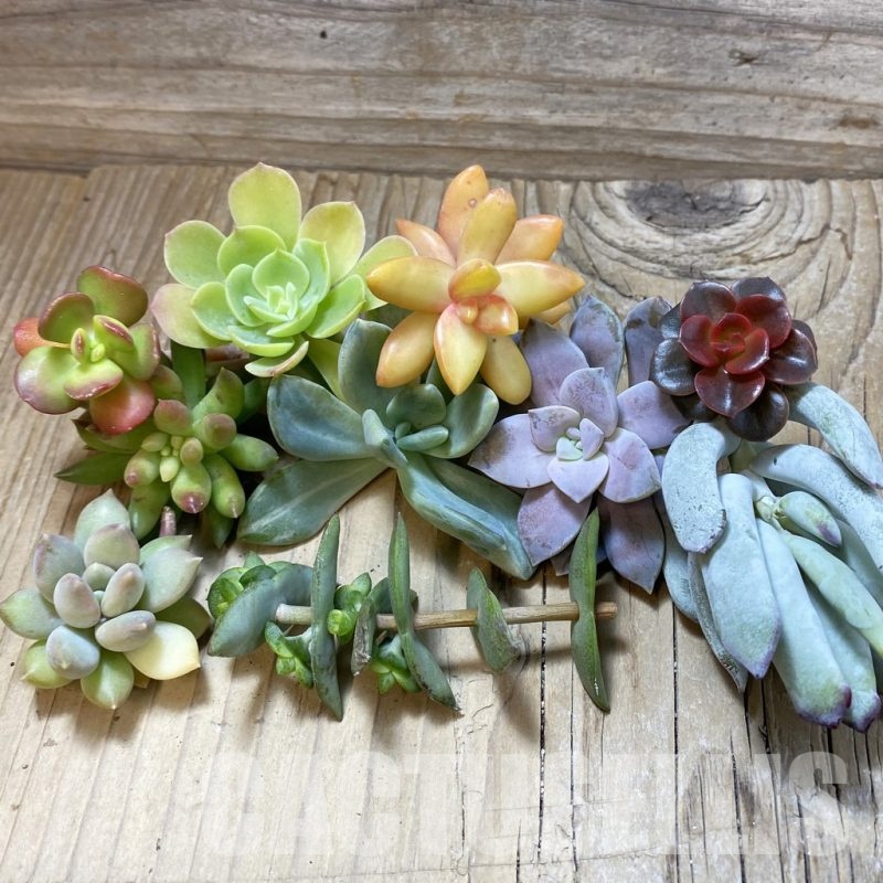 SH24384 Succulents mix, cuted