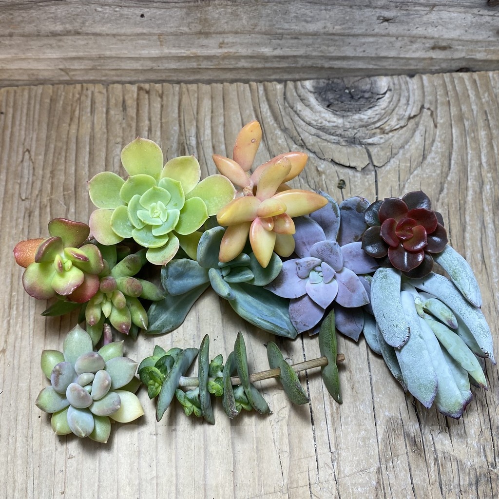 SH24384 Succulents mix, cuted - Imagen 2