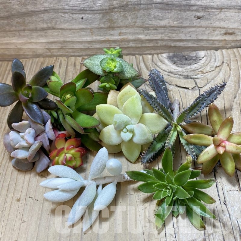 SH24385 Succulents mix, cuted