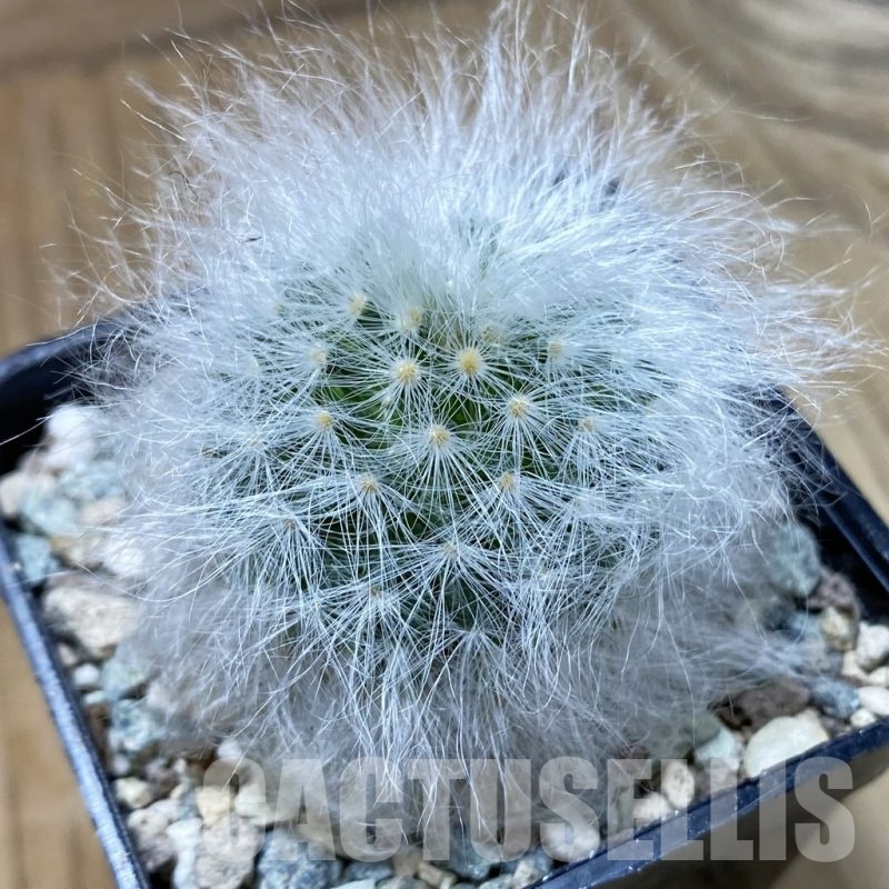 SH24322 Mammillaria guelzowiana LAU 640