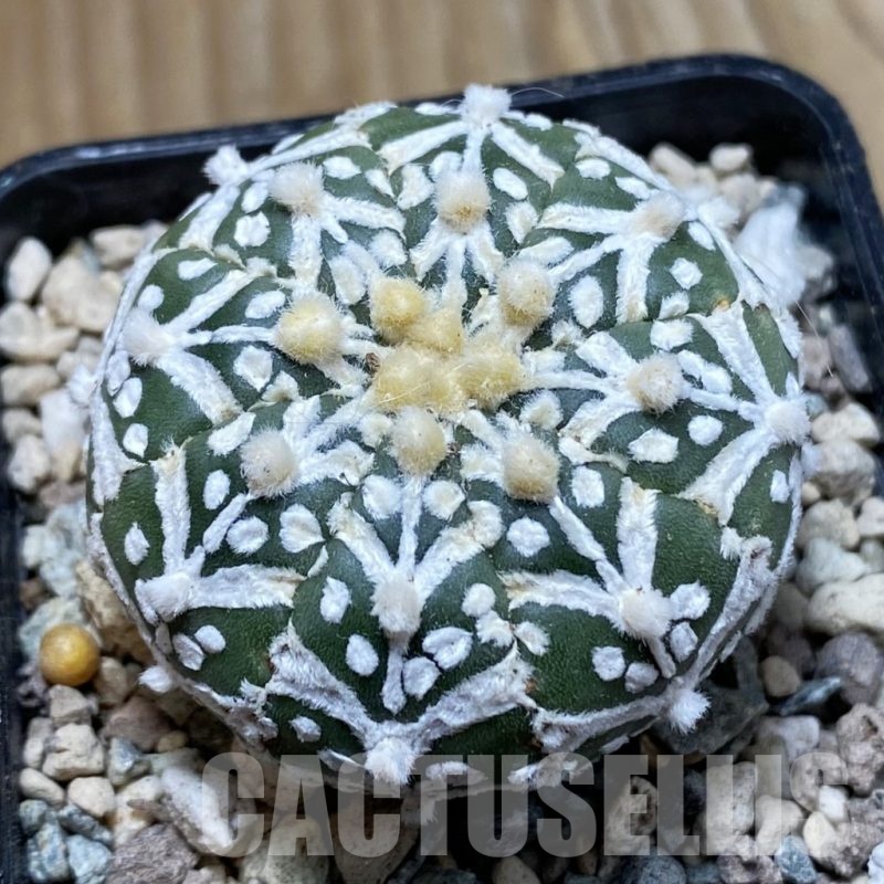 SH24323 Astrophytum asterias ‘Super Kabuto’ V-type