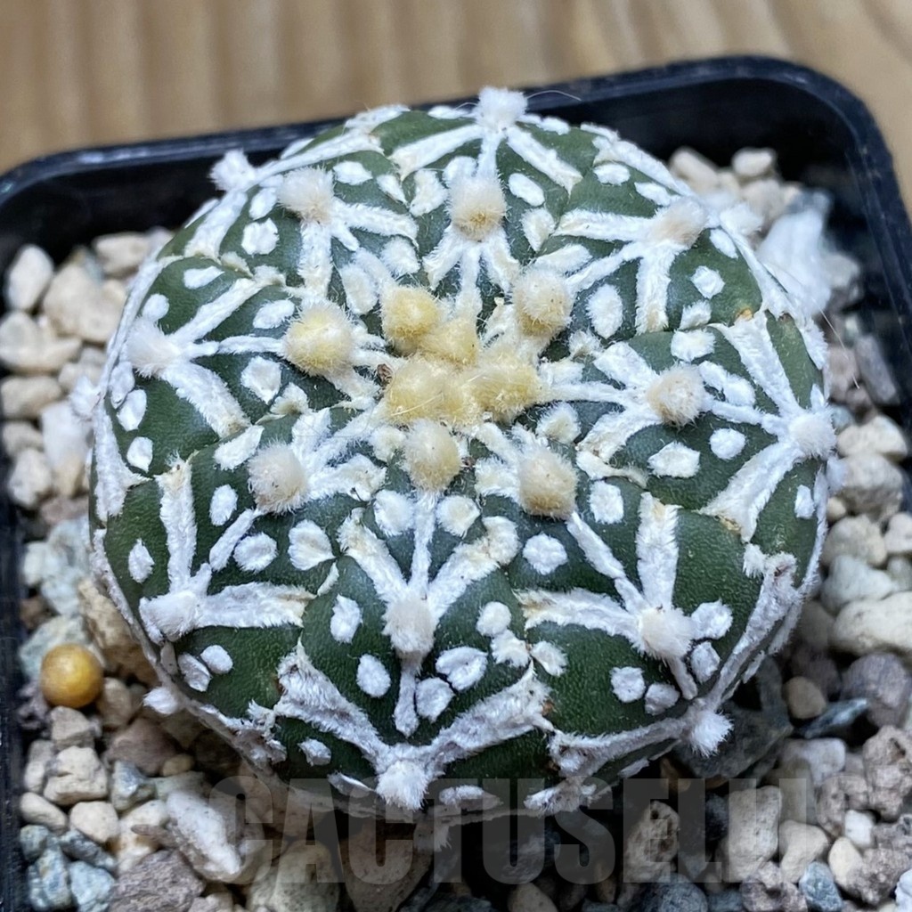 SH24323 Astrophytum asterias ‘Super Kabuto’ V-type