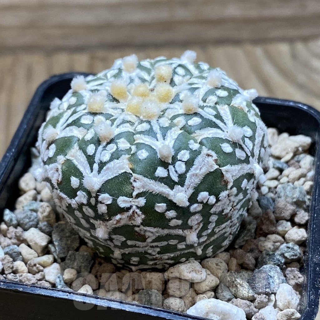 SH24323 Astrophytum asterias ‘Super Kabuto’ V-type - Зображення 2