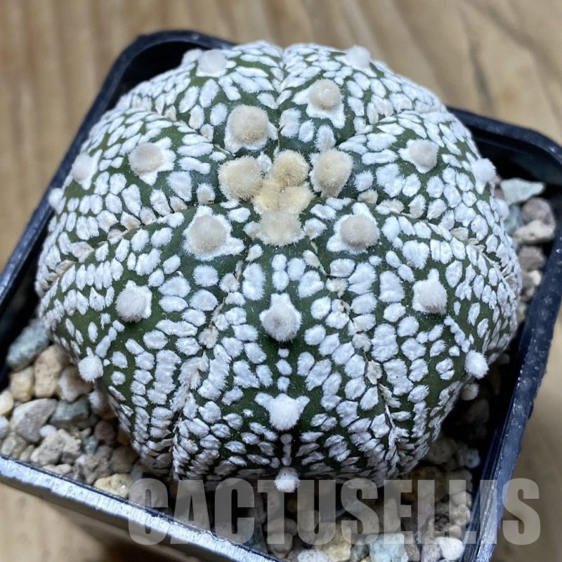 SH24324 Astrophytum asterias ‘Super Kabuto’‘Star Shape’ V-type