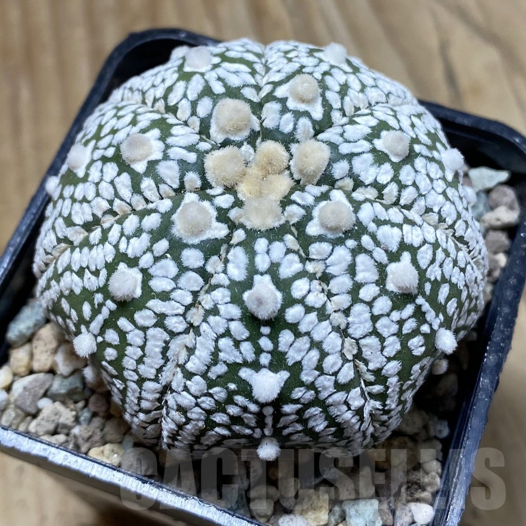 SH24324 Astrophytum asterias ‘Super Kabuto’‘Star Shape’ V-type