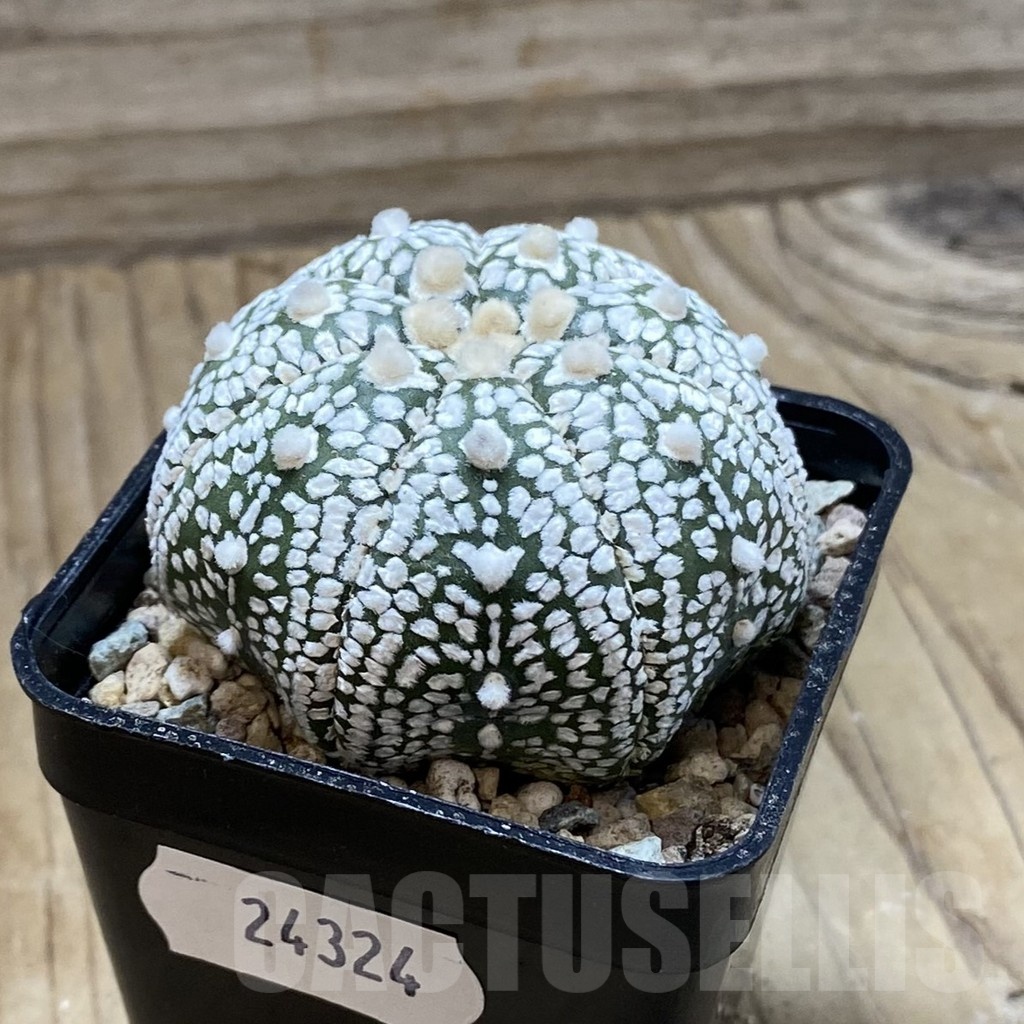 SH24324 Astrophytum asterias ‘Super Kabuto’‘Star Shape’ V-type - Зображення 2