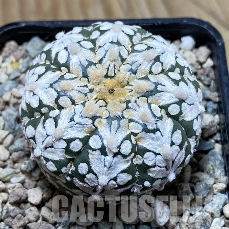 SH24325 Astrophytum asterias ‘Super Kabuto’ V-type