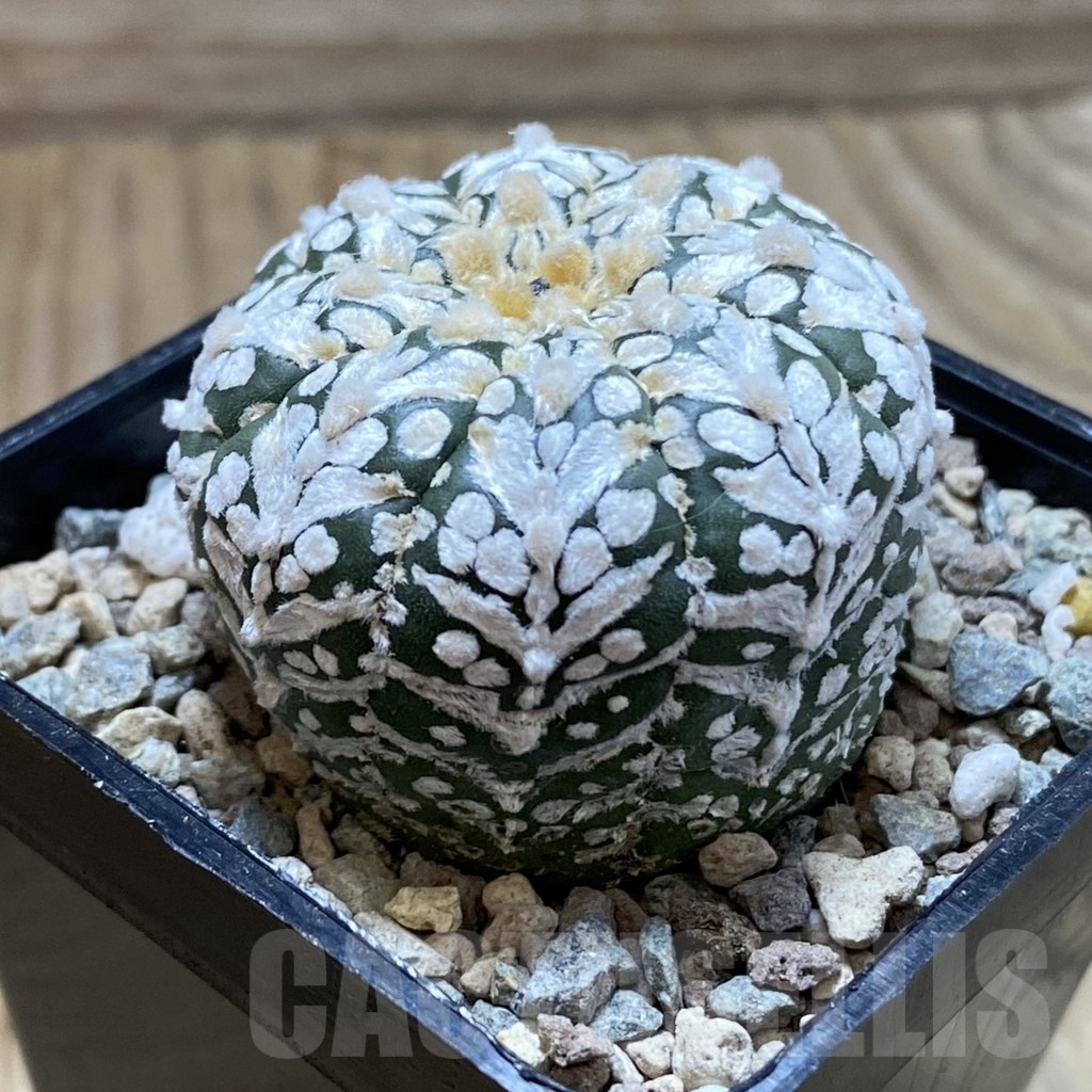 SH24325 Astrophytum asterias ‘Super Kabuto’ V-type - Зображення 2