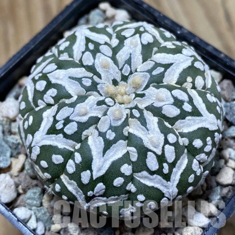 SH24326 Astrophytum asterias ‘Super Kabuto’ V-type