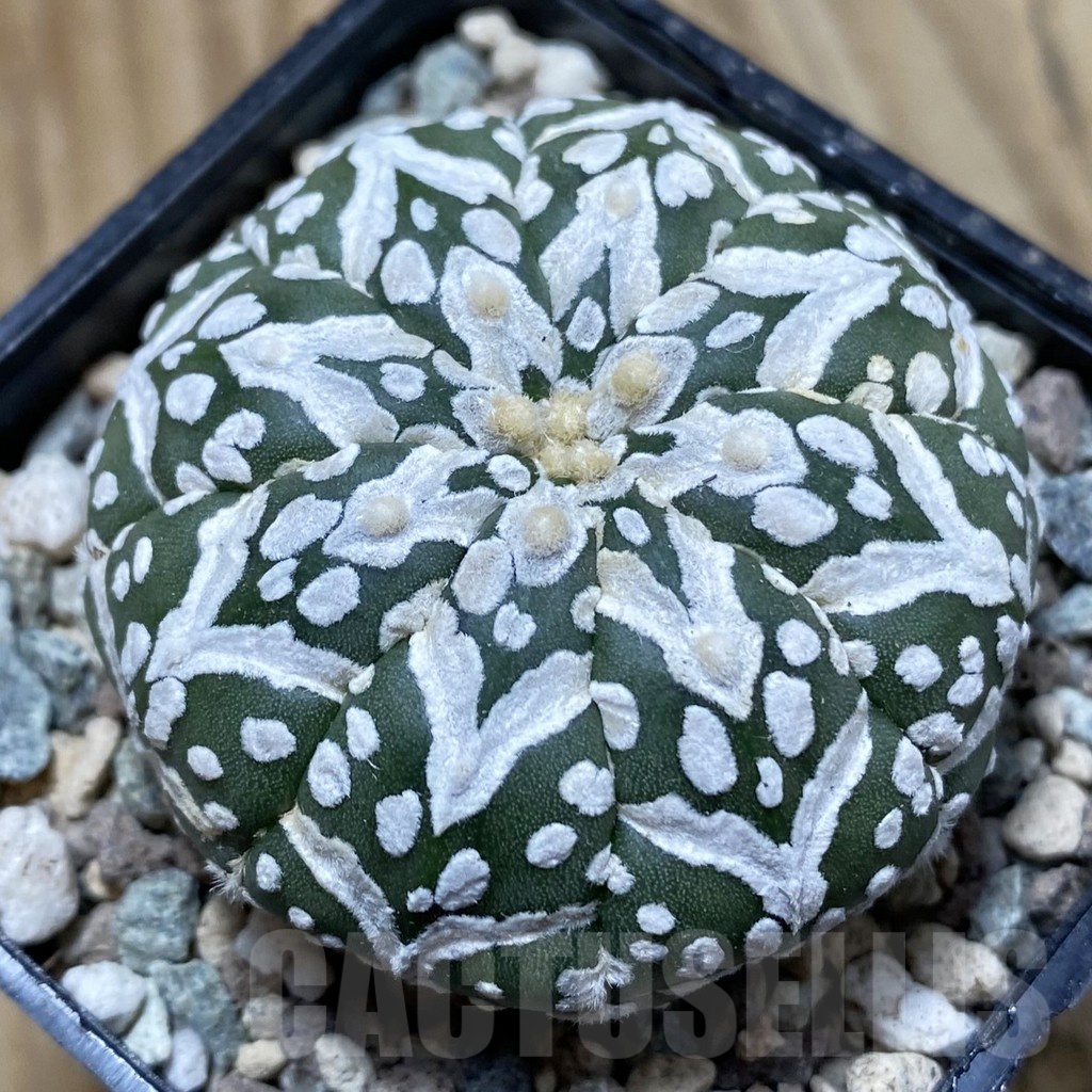 SH24326 Astrophytum asterias ‘Super Kabuto’ V-type