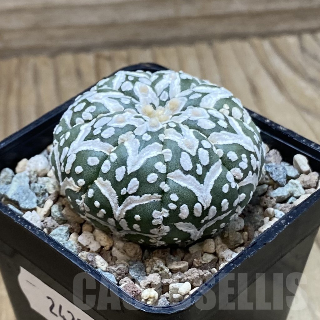 SH24326 Astrophytum asterias ‘Super Kabuto’ V-type - Зображення 2