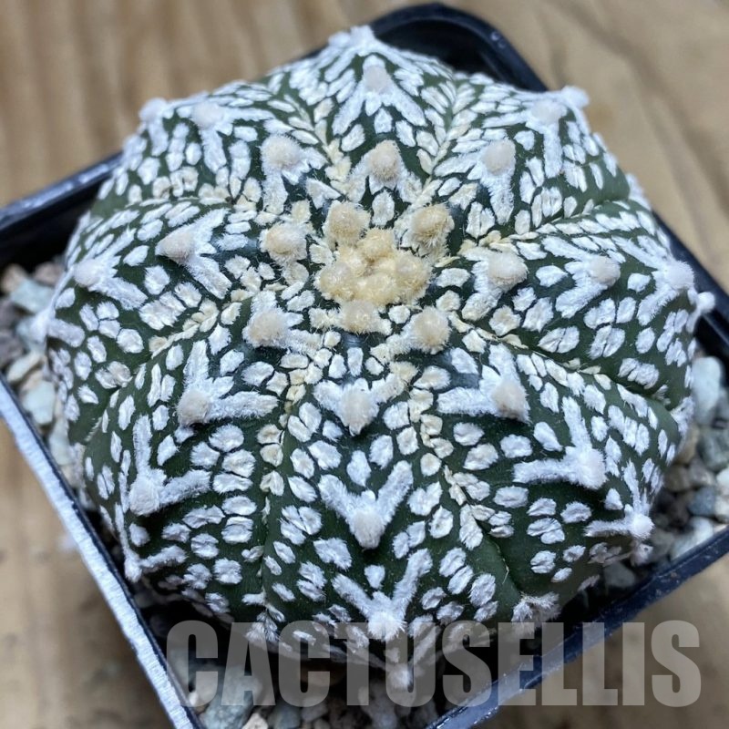 SH24327 Astrophytum asterias ‘Super Kabuto’ V-type
