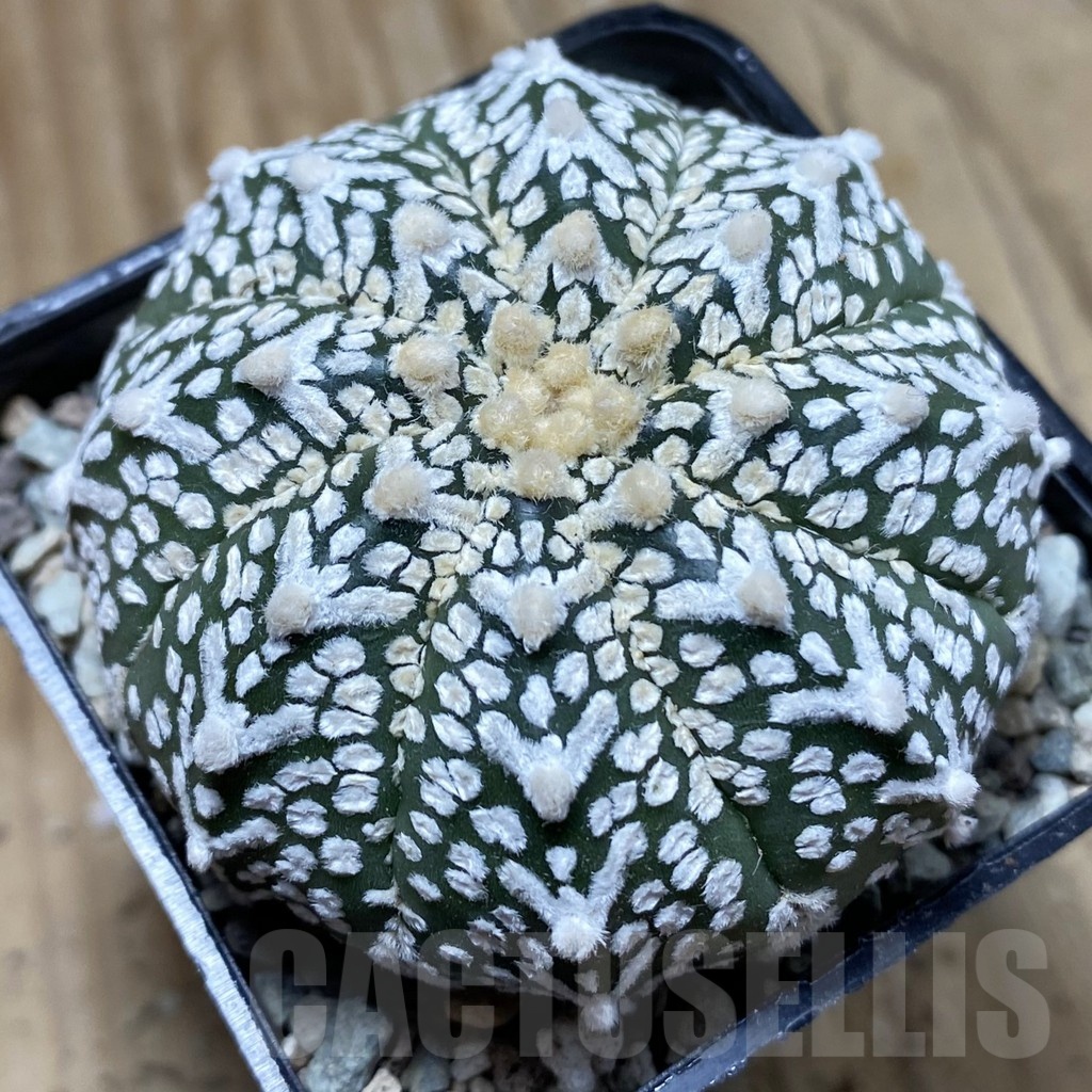 SH24327 Astrophytum asterias ‘Super Kabuto’ V-type