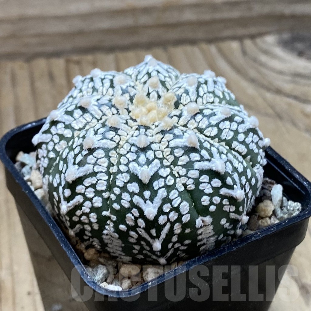 SH24327 Astrophytum asterias ‘Super Kabuto’ V-type - Зображення 2