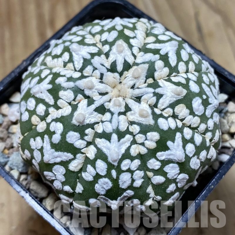 SH24328 Astrophytum asterias ‘Super Kabuto’ V-type