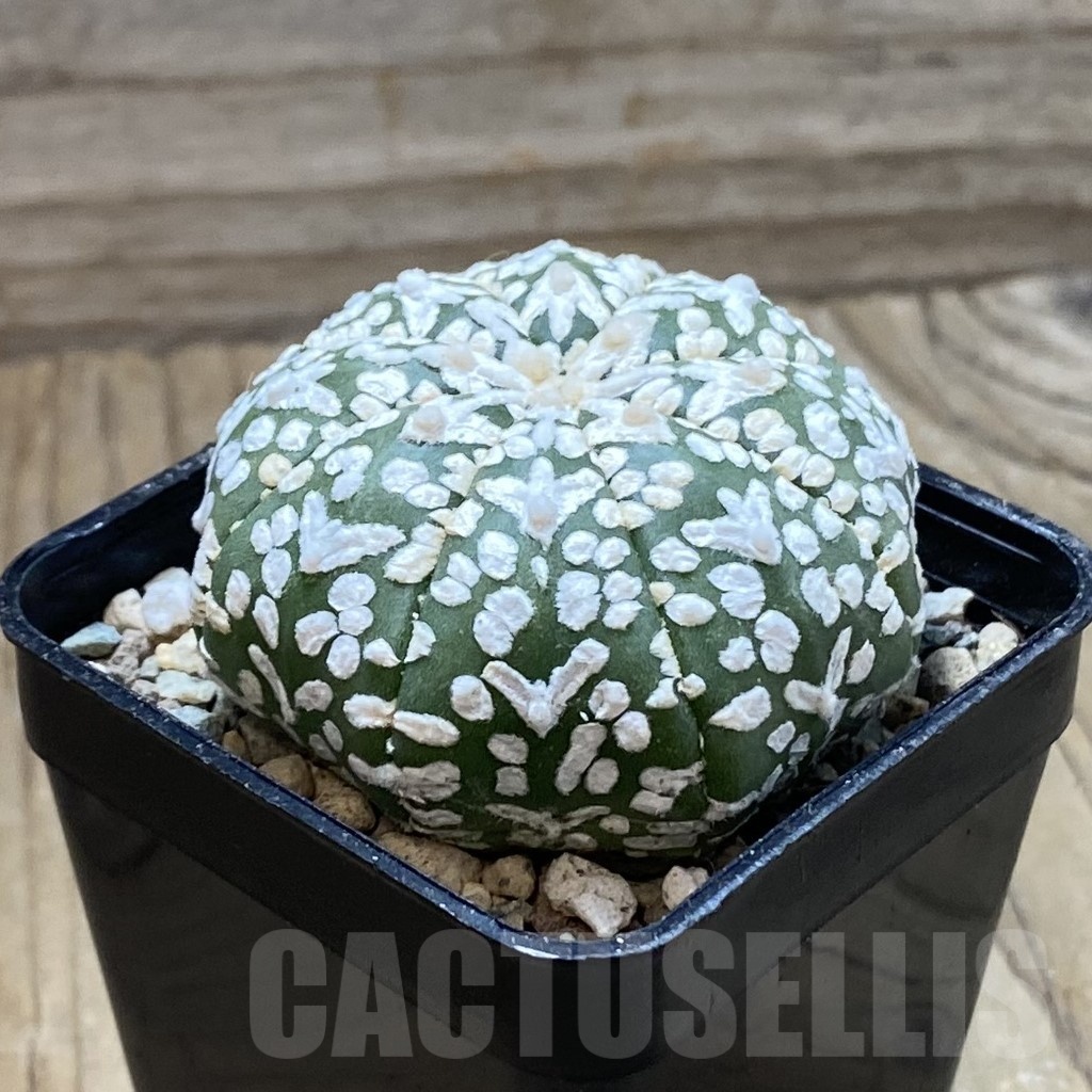 SH24328 Astrophytum asterias ‘Super Kabuto’ V-type - Зображення 2