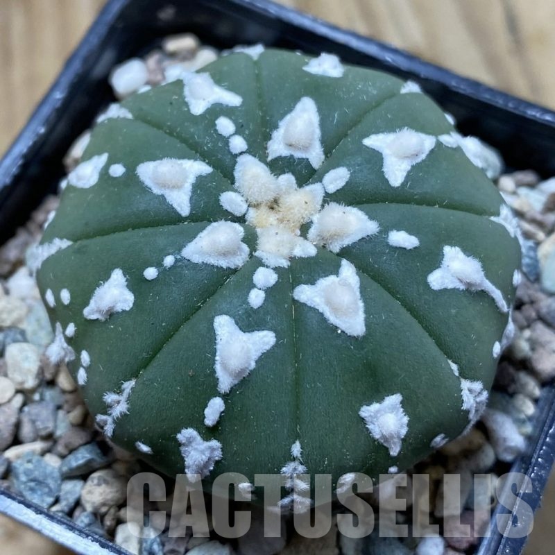 SH24329 Astrophytum asterias ‘Super Kabuto’ V-type f. nudum