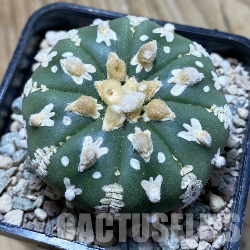 SH24330 Astrophytum asterias ‘Super Kabuto’ V-type f. nudum