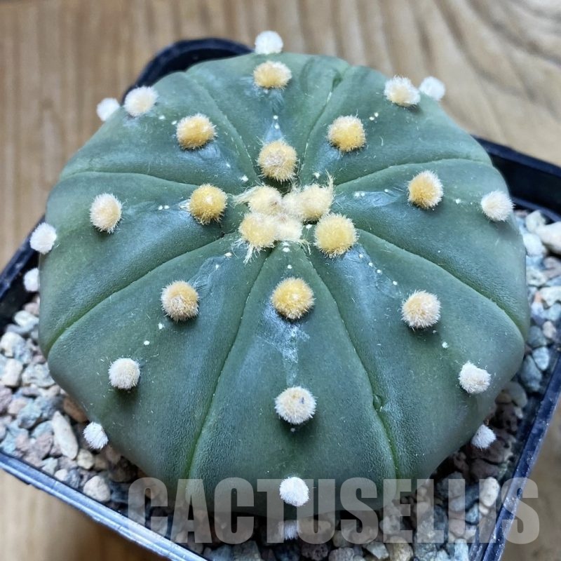 SH24316 Astrophytum asterias 'Akabana'