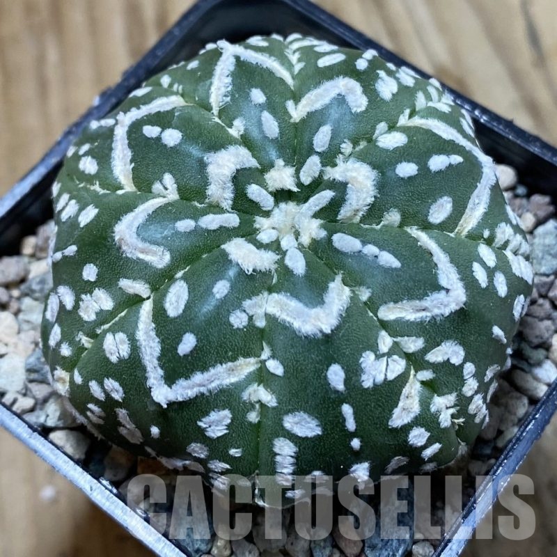 SH24331 Astrophytum asterias ‘Super Kabuto’ V-type f. nudum