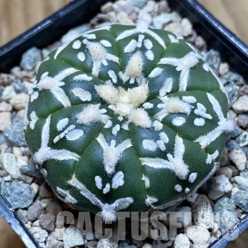 SH24332 Astrophytum asterias ‘Super Kabuto’ V-type f. nudum