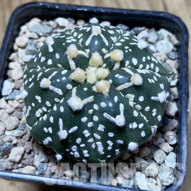 SH24333 Astrophytum asterias ‘Super Kabuto’ V-type f. nudum