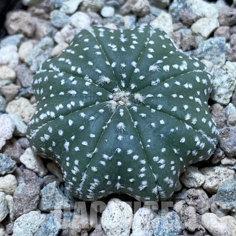 SH24334 Astrophytum asterias ‘Super Kabuto’ V-type f. nudum