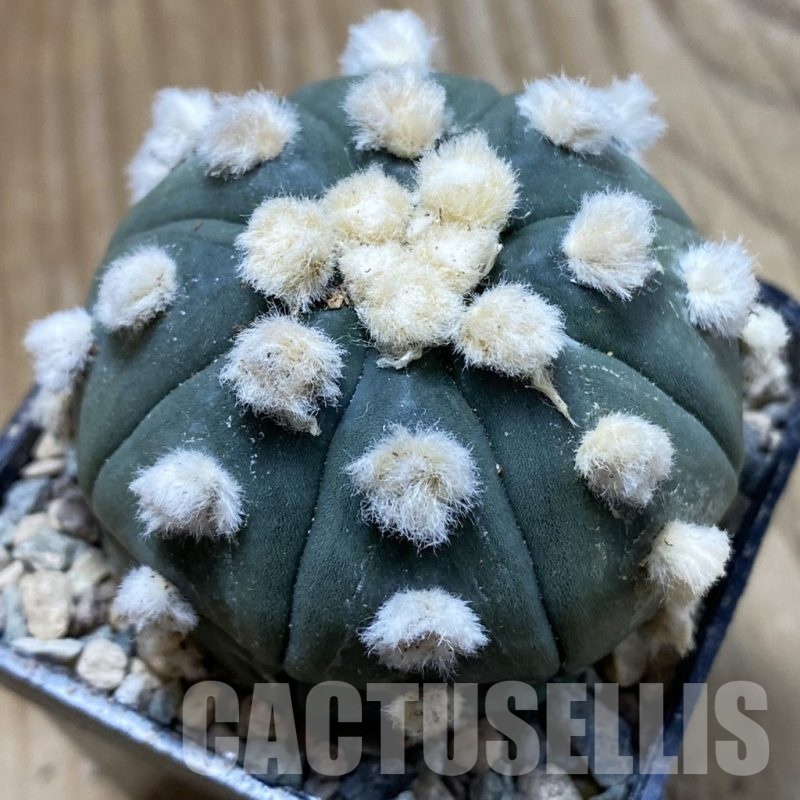 SH24335 Astrophytum asterias ‘Ooibo’