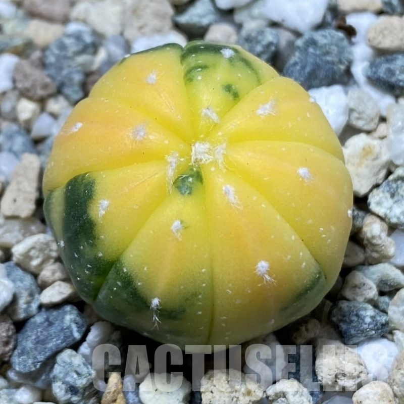 SH24336 Astrophytum asterias f. variegata