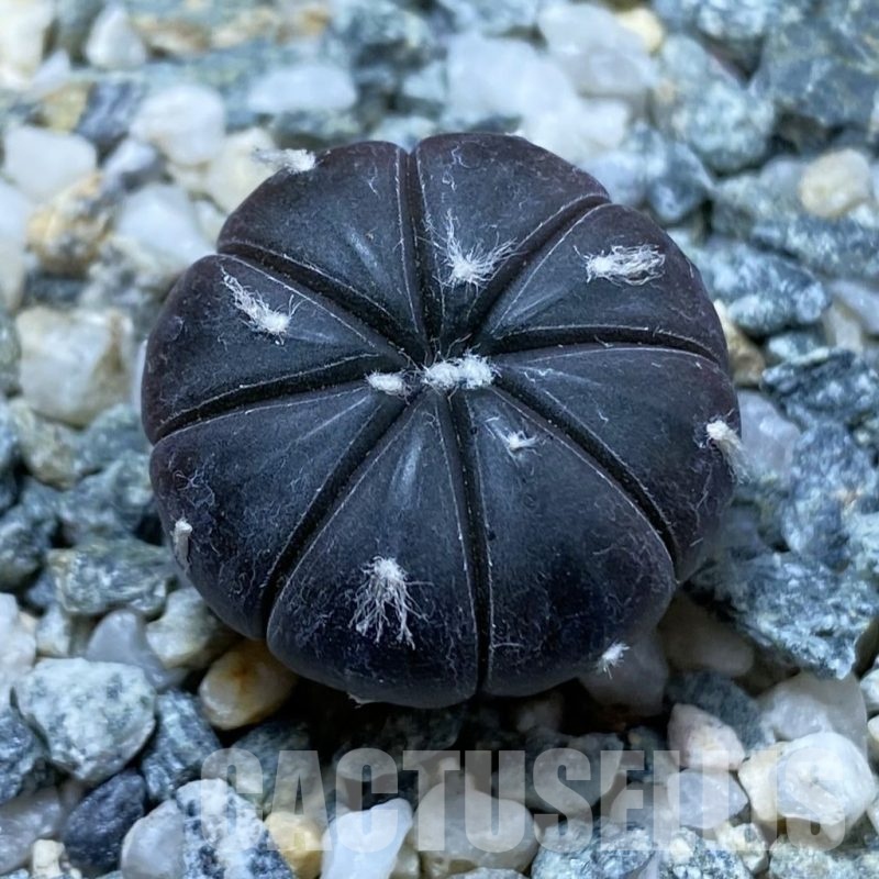 SH24337 Astrophytum asterias ‘Purple Skin’