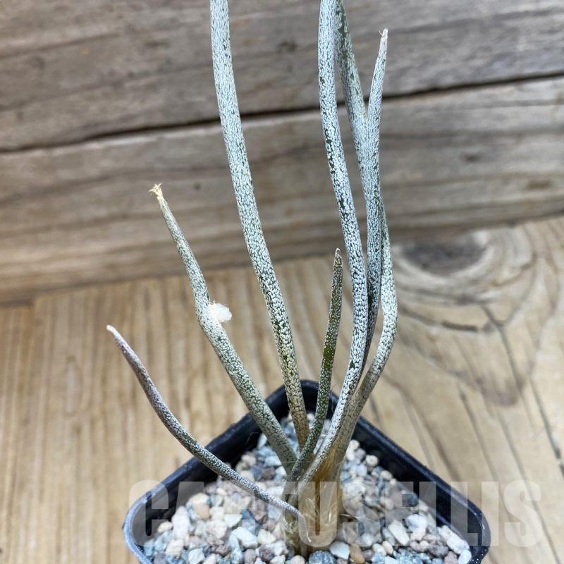 SH24338 Astrophytum caput-medusae