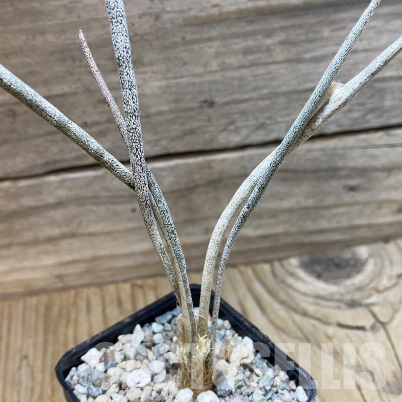 SH24339 Astrophytum caput-medusae