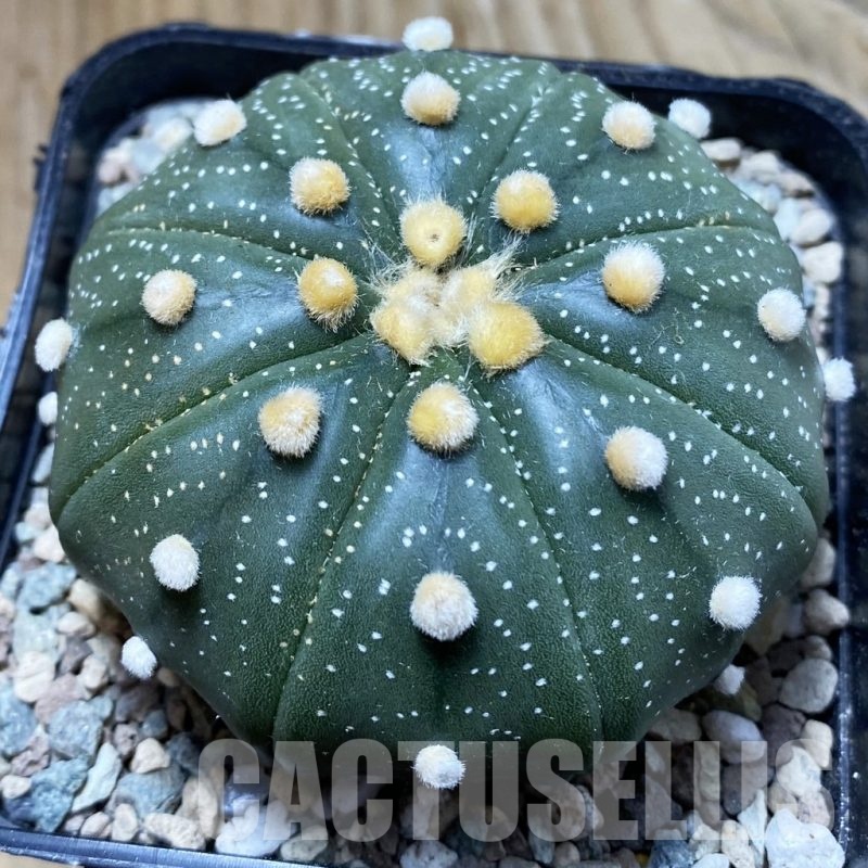 SH24317 Astrophytum asterias 'Akabana'