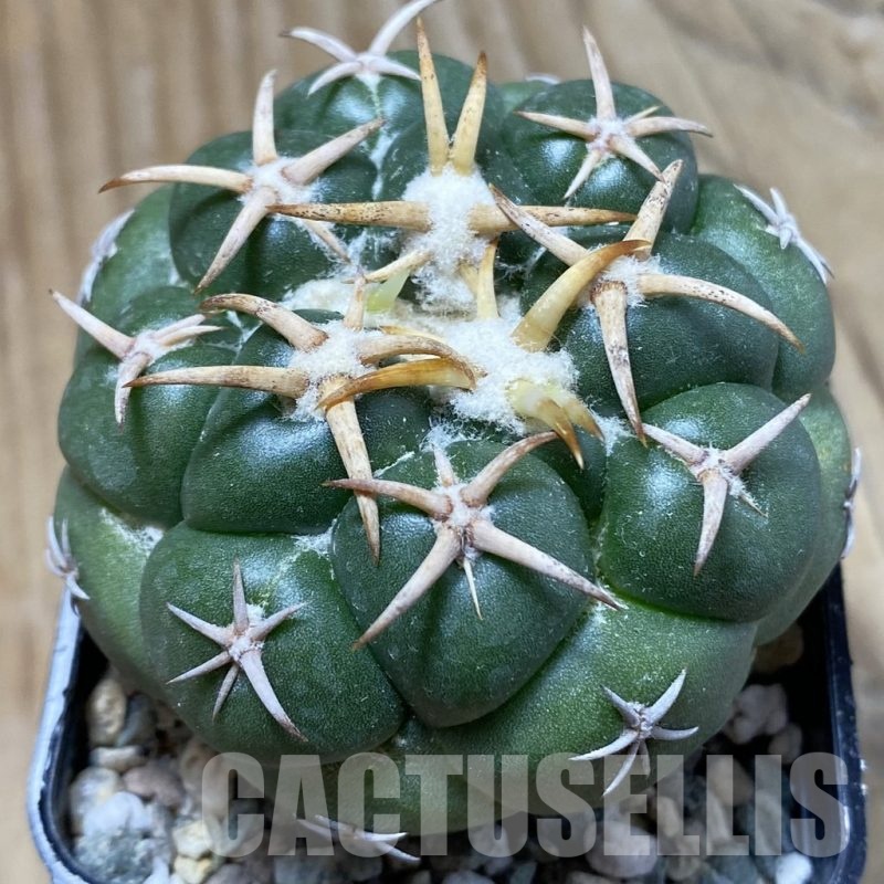 SH24341 Coryphantha elephantidens 'Tanshi Mini Heart'