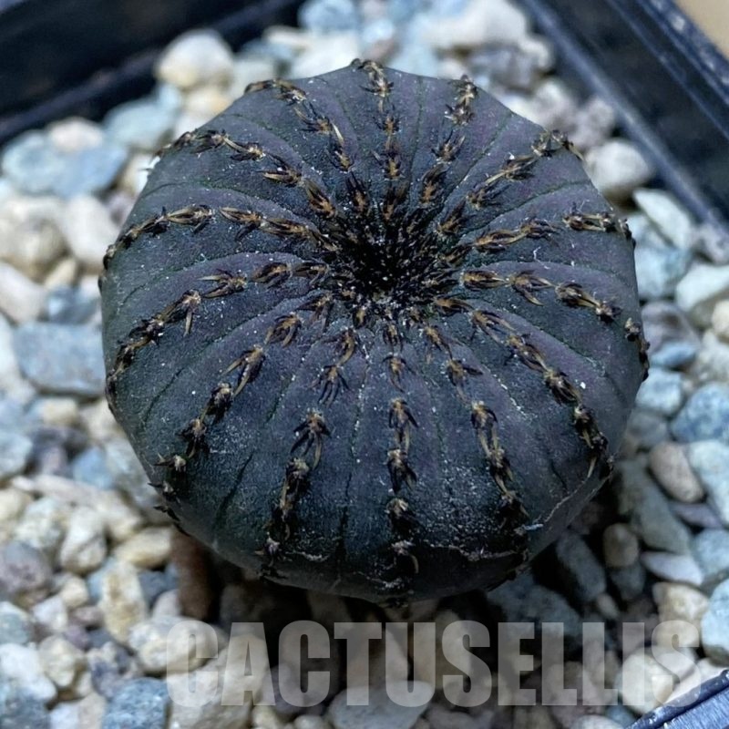 SH24342 Frailea asterioides