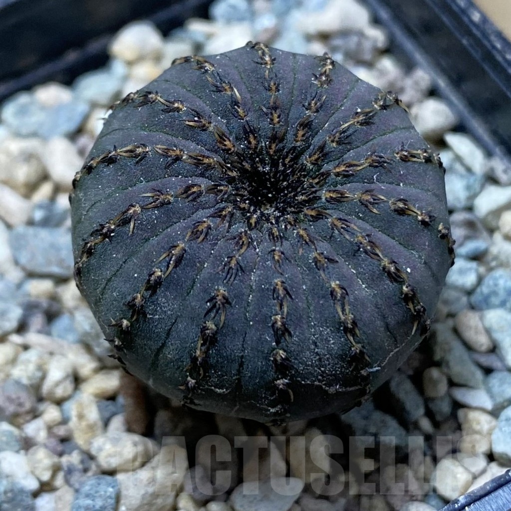 SH24342 Frailea asterioides