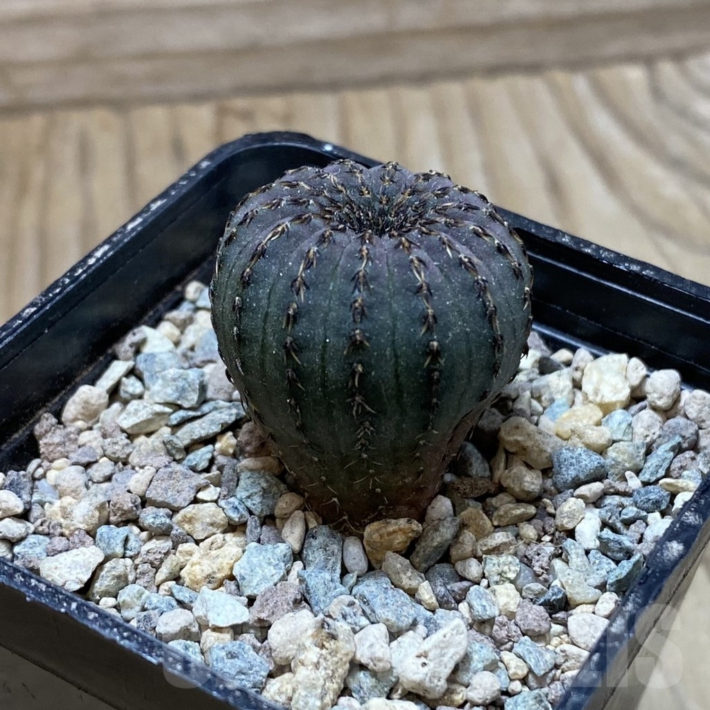 SH24342 Frailea asterioides - Зображення 2