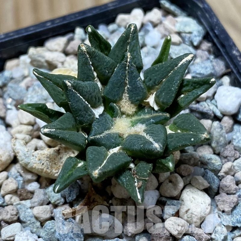 SH24343 Ariocarpus kotschoubeyanus hybrid, own roots